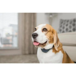 PetSafe ANTI ABOIEMENT SONORE RECHARGEABLE 13 PetSafe ANTI ABOIEMENT SONORE RECHARGEABLE -Le monde de la chasse Magasin anti aboiement sonore rechargeable 6