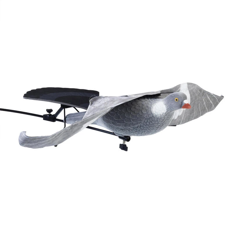 Allen FLOATER APPELANT PIGEONS AAP54 6 Allen FLOATER APPELANT PIGEONS AAP54 – Image 6