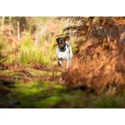 PACK COLLIER + TÉLÉCOMMANDE DE DRESSAGE POUR CHIEN NUM'AXES CANICOM 1500 7 PACK COLLIER + TÉLÉCOMMANDE DE DRESSAGE POUR CHIEN NUM'AXES CANICOM 1500 -Le monde de la chasse Magasin pack collier telecommande de dressage pour chien numaxes canicom 1500 3