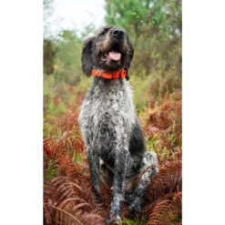 SD BEEPER SPORTDOG 5 SD BEEPER SPORTDOG -Le monde de la chasse Magasin sd beeper sportdog 2